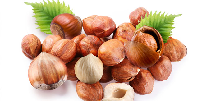 Hazelnuts of Turkey