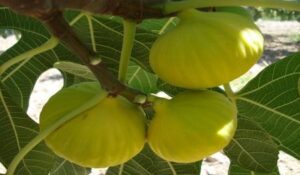 Sarilop Fig Turkey
