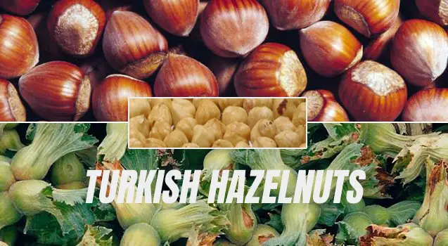Turkish Hazelnut - Hazelnut Facts and Types - Exports